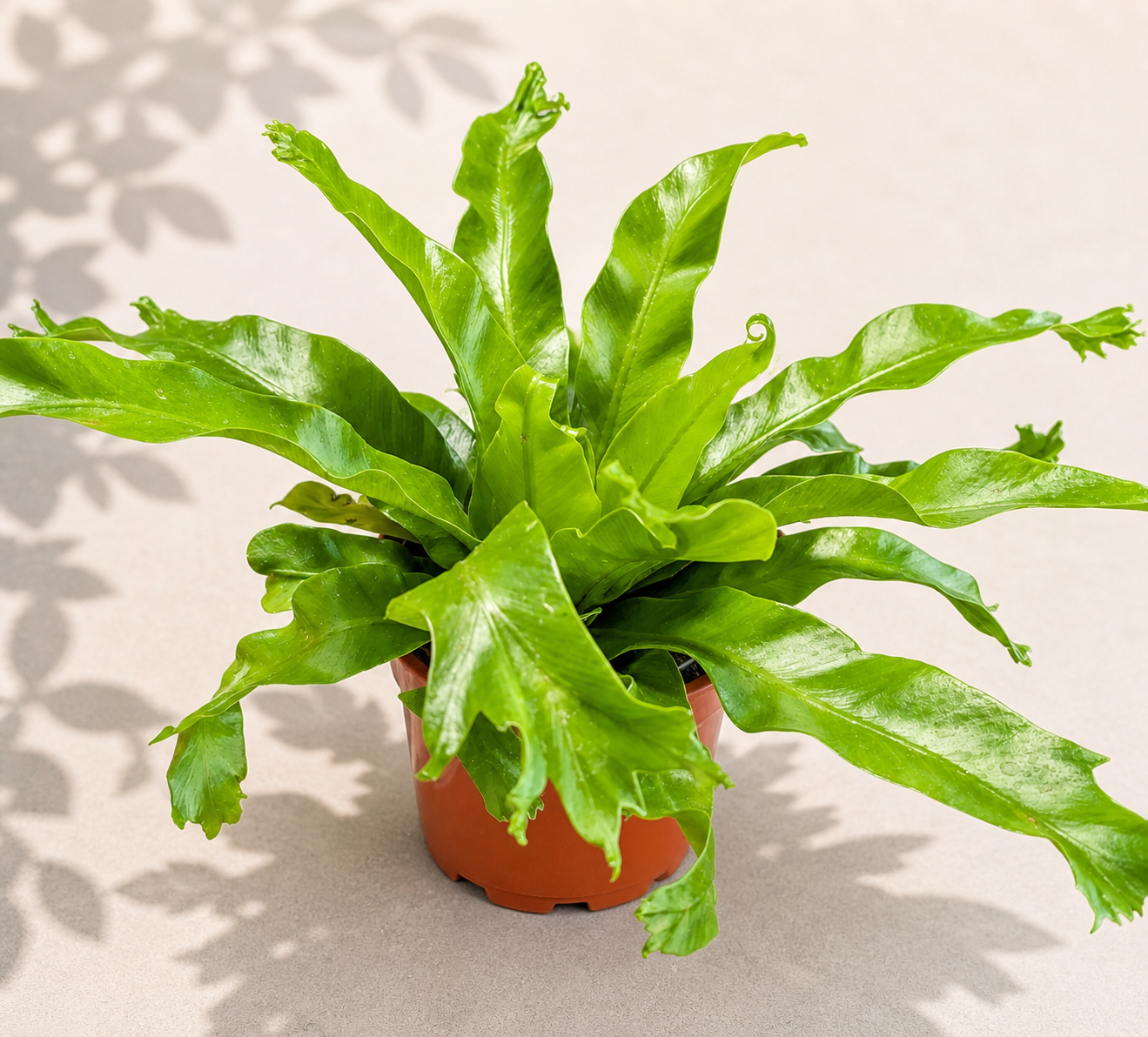 Boston Globe Fern in a 4 inch nursery pot with bright green arching fern fronds