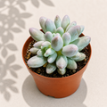 Pachyphytum Machucae Baby Fingers in a 2 inch nursery pot with plump pastel succulent leaves
