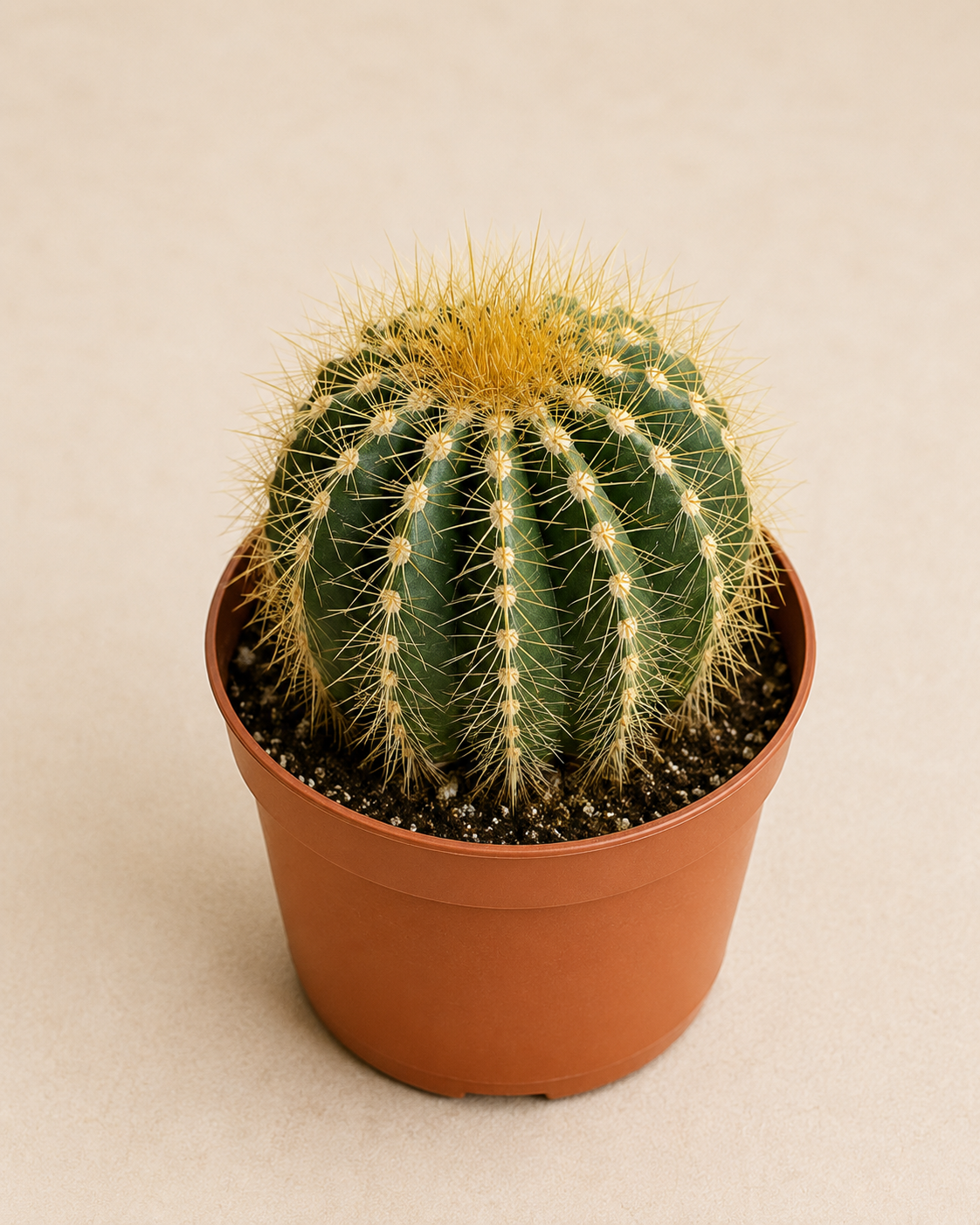 Parodia leninghausii Golden Ball Cactus in a 2 inch nursery pot with bright green body and golden yellow spines
