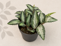 Pellionia Repens Watermelon Vine starter plant in a 2 inch nursery pot with textured green trailing foliage