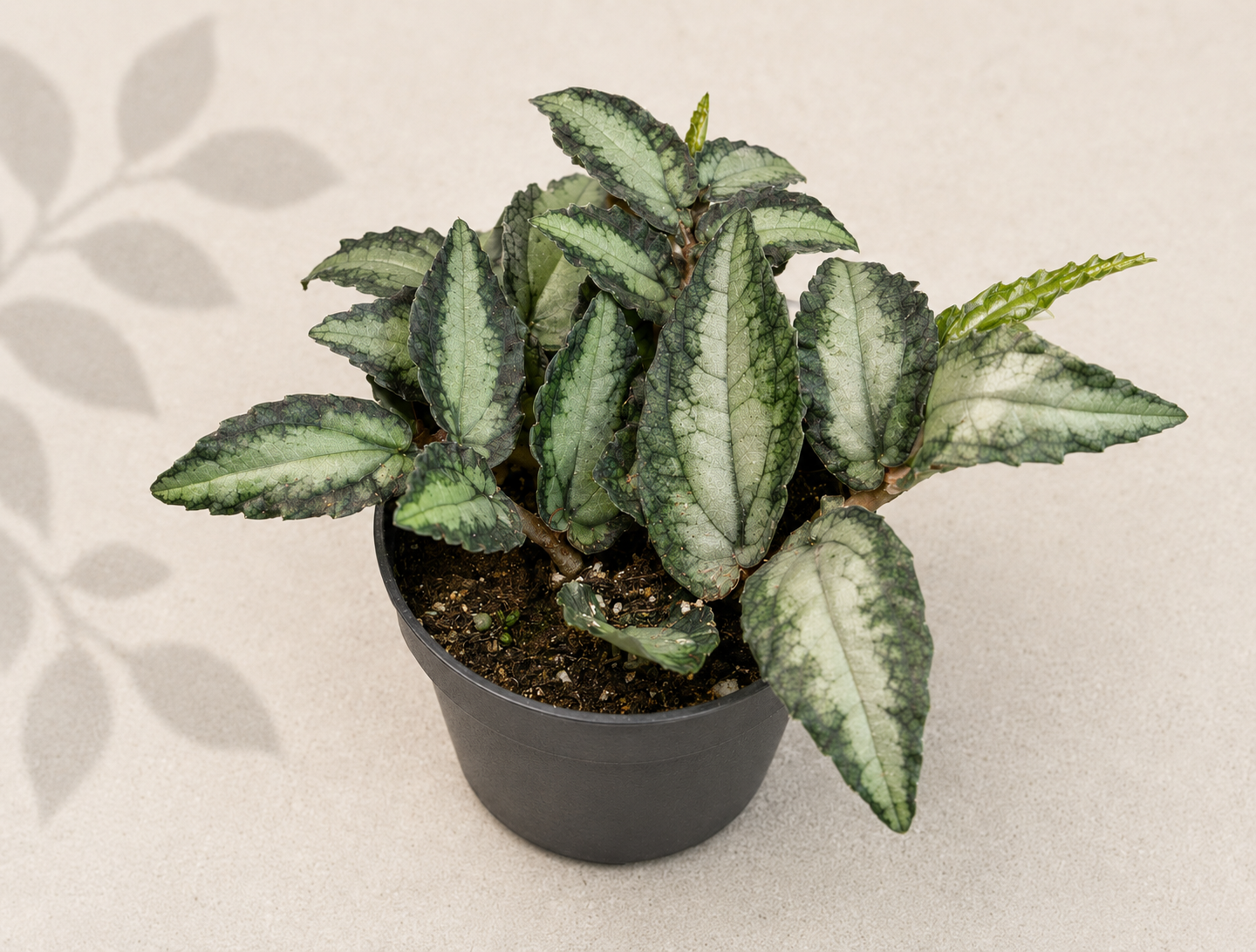 Pellionia Repens Watermelon Vine starter plant in a 2 inch nursery pot with textured green trailing foliage