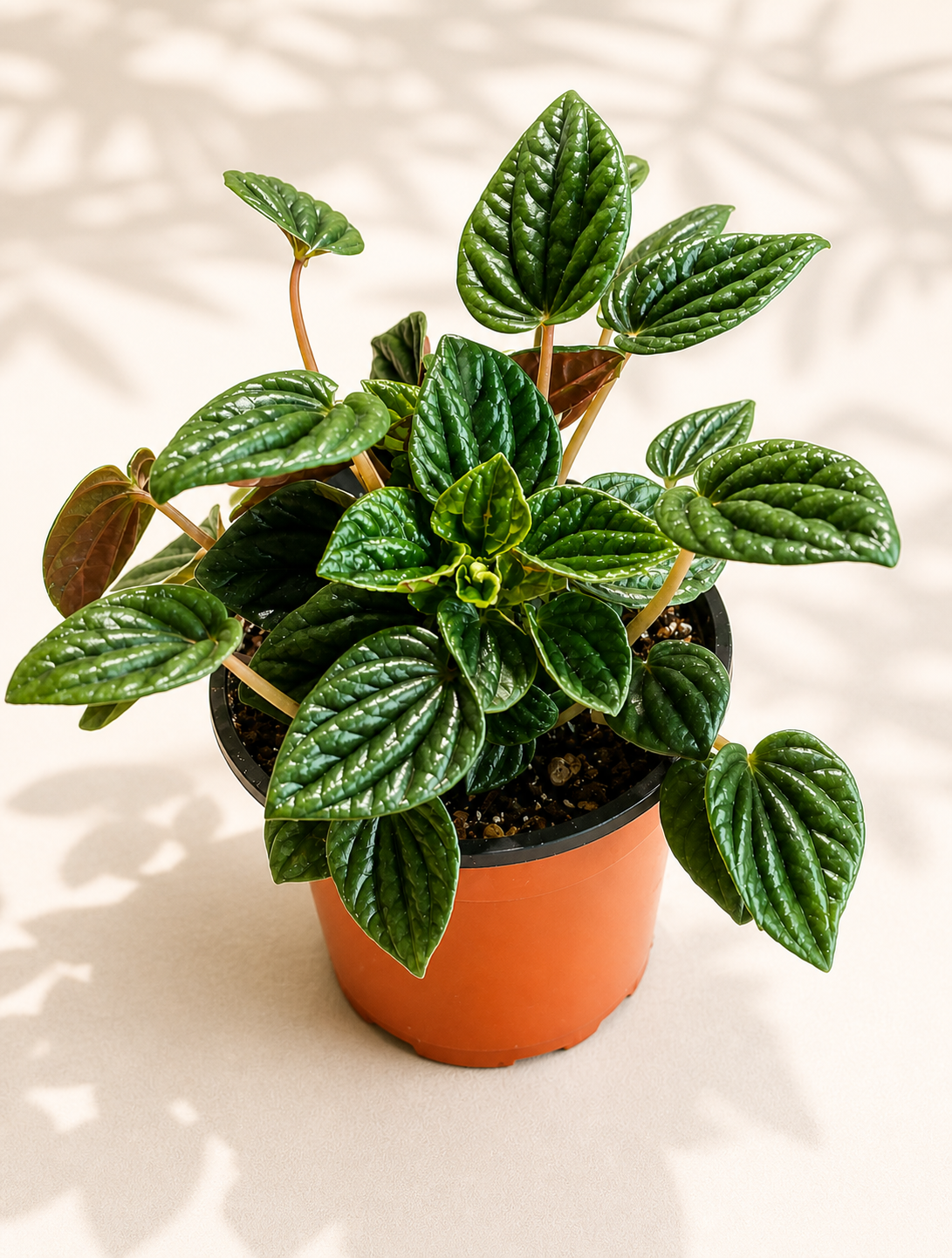Peperomia Amazonas in a 4 inch nursery pot with glossy textured green leaves