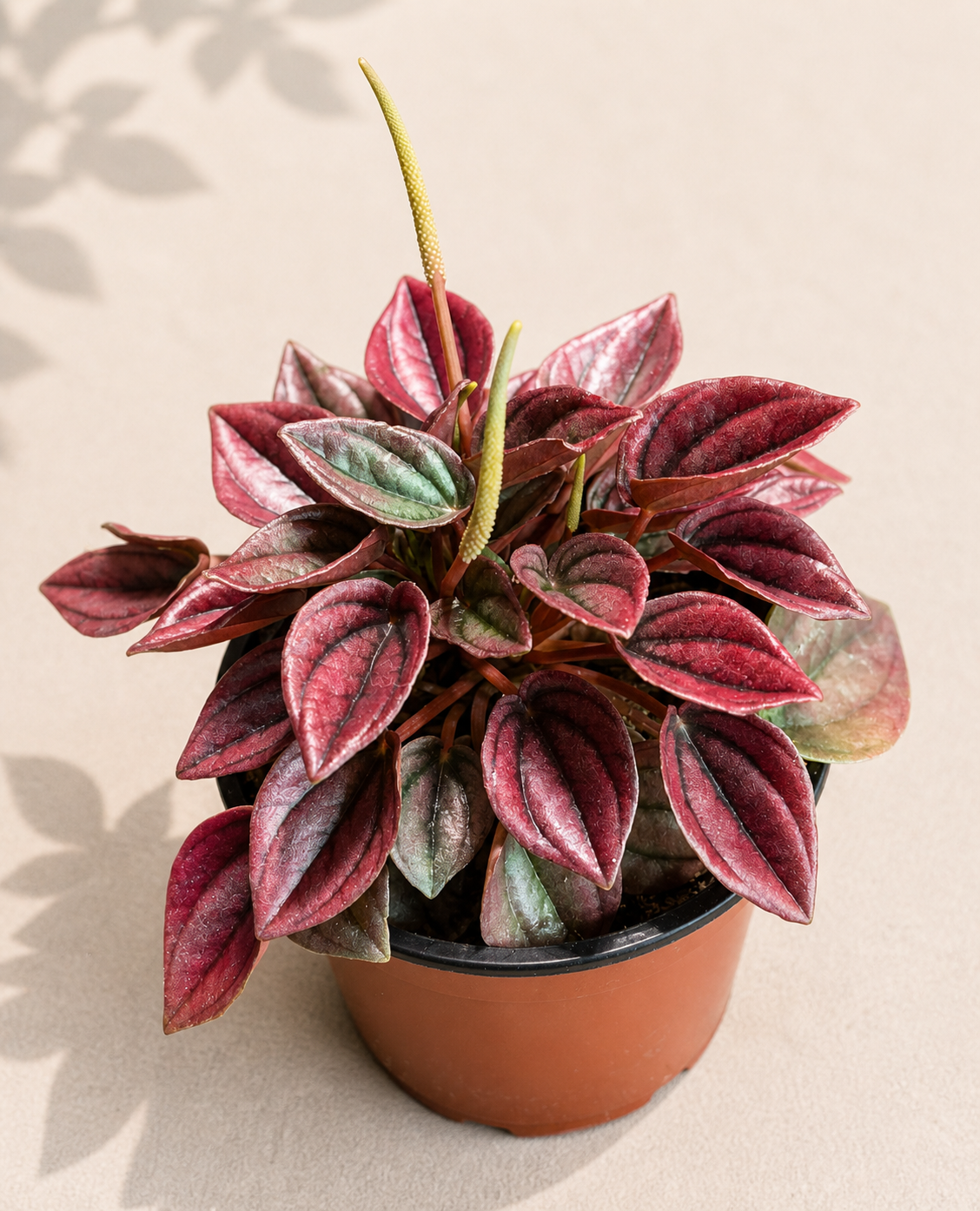Peperomia Cayenne in a 4 inch nursery pot with colorful rippled pink red green and silver foliage
