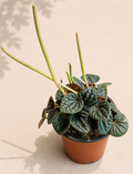 Buy a healthy Peperomia Chocolate in a 4" nursery pot. A compact houseplant with dark rippled foliage, carefully packed and shipped from Spokane, WA.