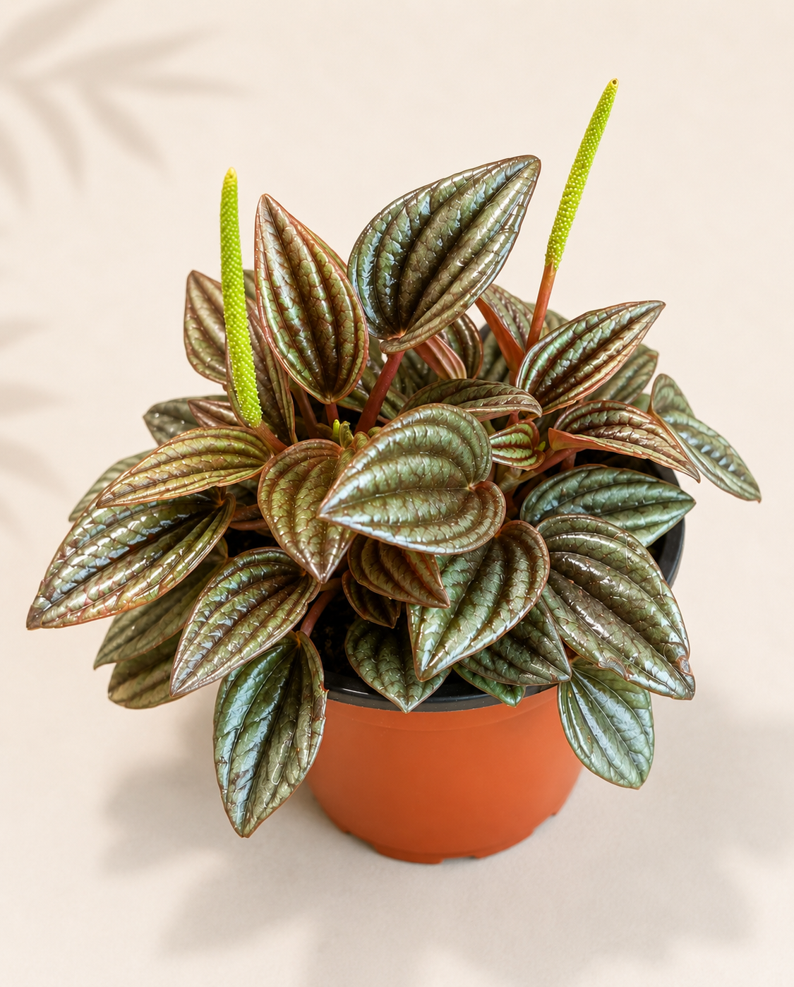 Peperomia Lima plant in a 4 inch nursery pot with striped green foliage