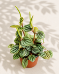 Peperomia Piccolo Banda houseplant with textured silver-green striped leaves and upright flower spikes in a terracotta nursery pot.