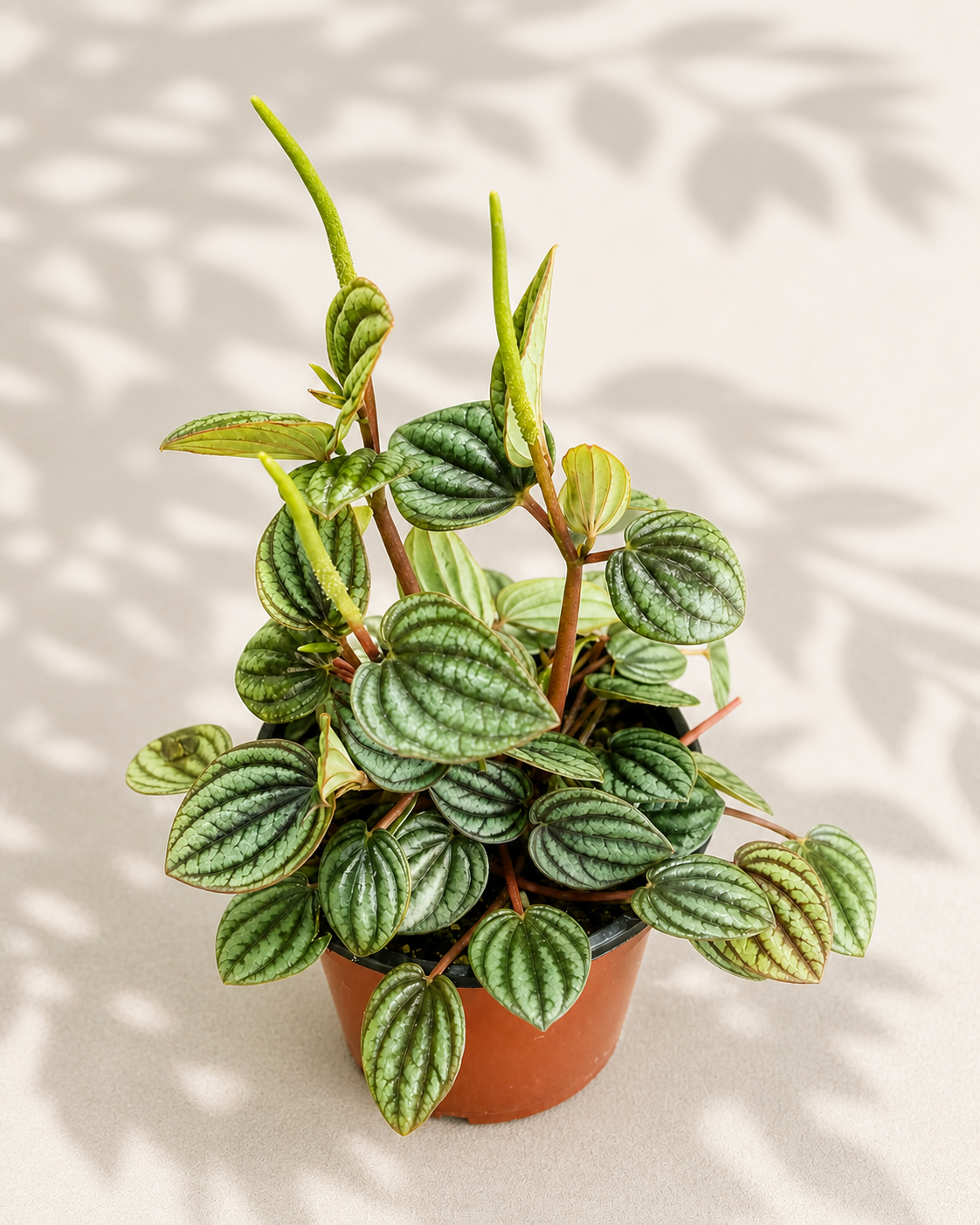 Peperomia Piccolo Banda houseplant with textured silver-green striped leaves and upright flower spikes in a terracotta nursery pot.