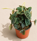 Peperomia Ripple in a 4 inch nursery pot with textured rippled green foliage