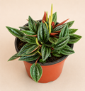 Peperomia Rosso in a 4 inch nursery pot with dark green textured leaves and red undersides