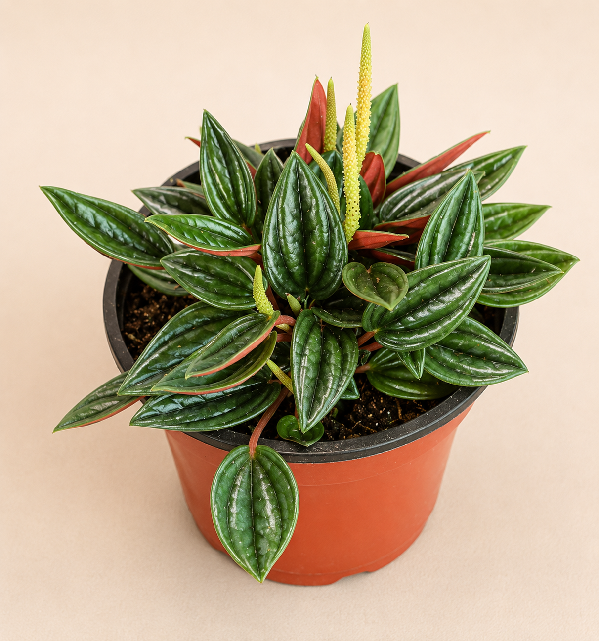 Peperomia Rosso in a 4 inch nursery pot with dark green textured leaves and red undersides