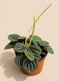 Peperomia San Marino in a 4 inch nursery pot with textured silver green leaves and red stems