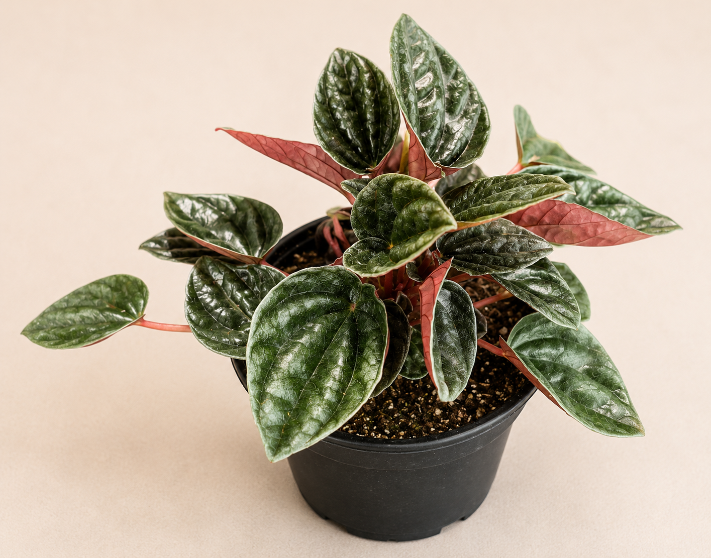 Peperomia Santiago in a 4 inch nursery pot with compact green foliage
