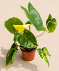 Philodendron Burle Marx Variegated in a 4 inch nursery pot with marbled green cream and yellow foliage