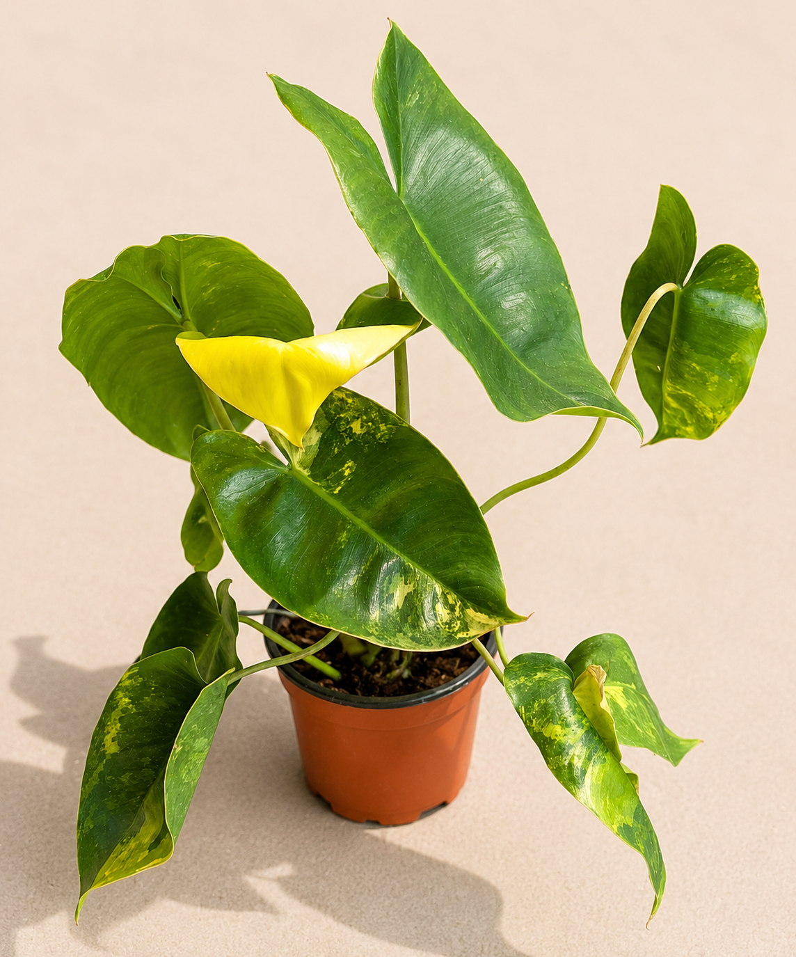 Philodendron Burle Marx Variegated in a 4 inch nursery pot with marbled green cream and yellow foliage