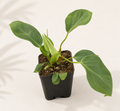 Philodendron Fuzzy Petiole starter plant in a 3 inch nursery pot with green tropical foliage