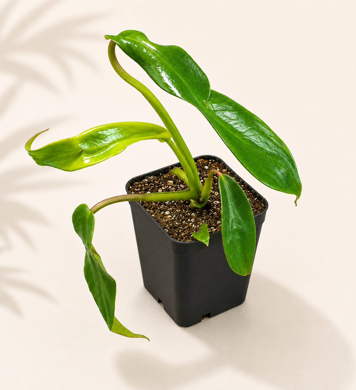 Philodendron Joepii starter plant in a 3 inch nursery pot with narrow green foliage