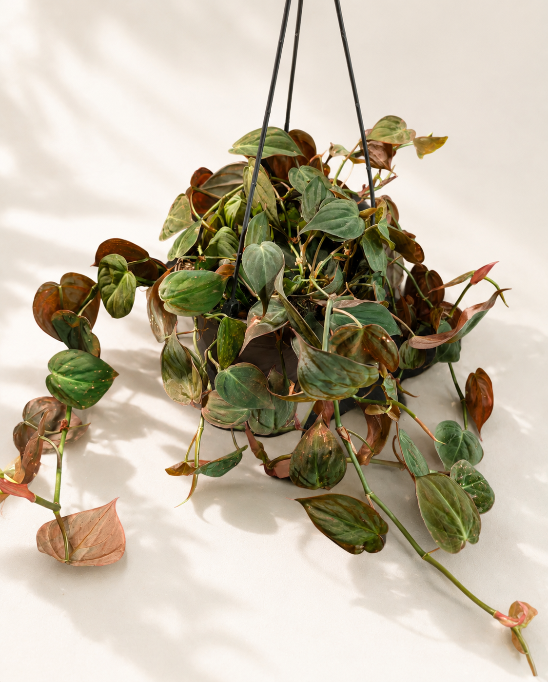 Philodendron Micans trailing houseplant in a 6 inch hanging basket