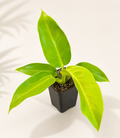 Philodendron Moonlight starter plant in a 3 inch nursery pot with bright lime green foliage