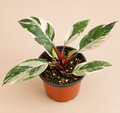 Philodendron Red Anderson in a 4 inch nursery pot with green white and pink variegated foliage