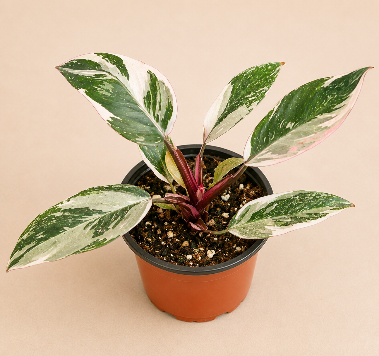 Philodendron Red Anderson in a 4 inch nursery pot with green white and pink variegated foliage