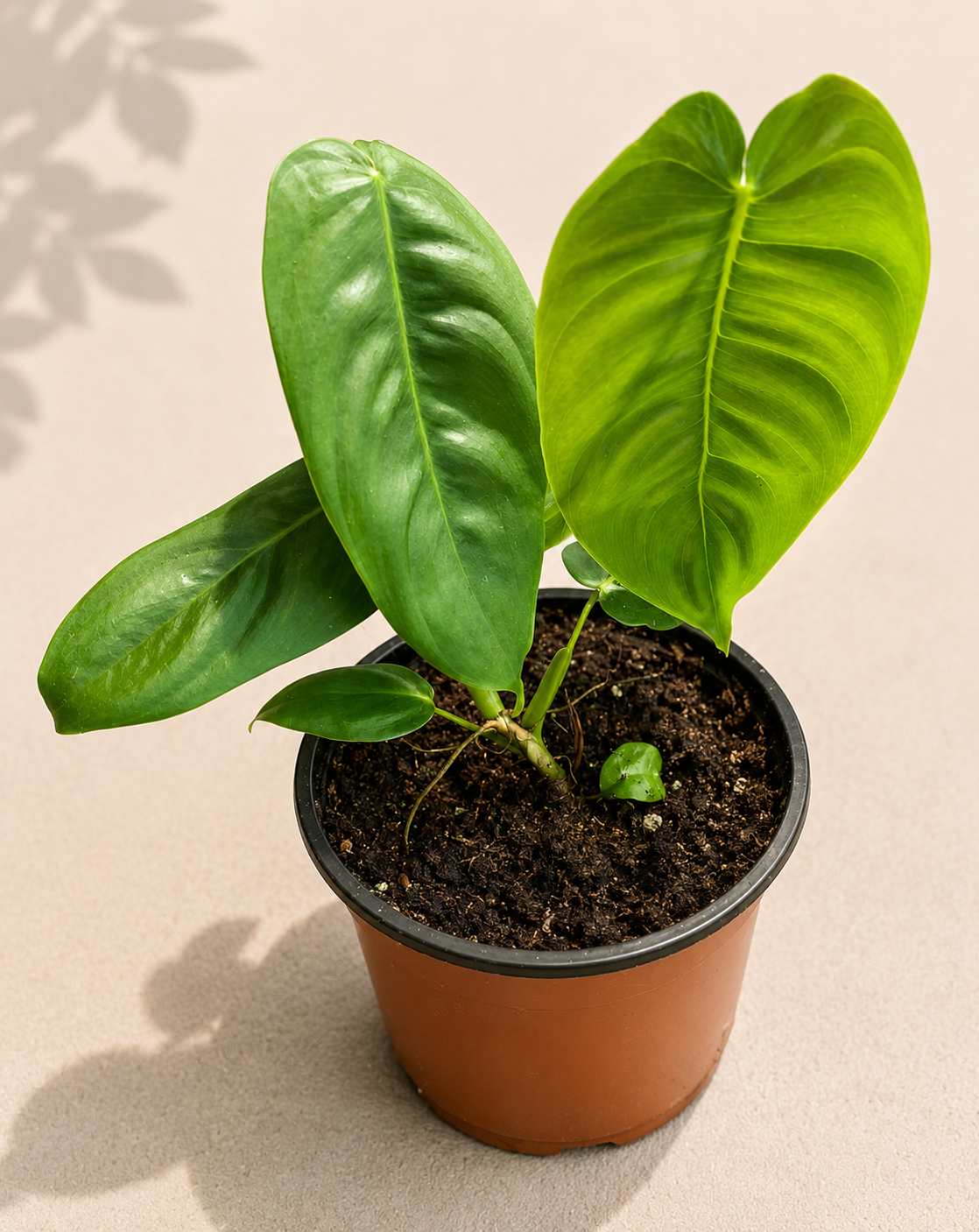 Philodendron Sharoniae in a 4 inch nursery pot with long narrow green tropical leaves