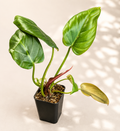 Philodendron Summer Glory starter plant in a 3 inch nursery pot with glossy green leaves and red petioles