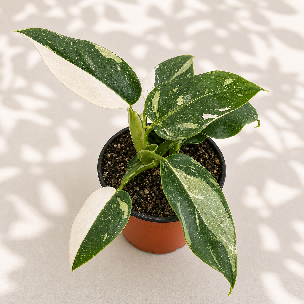 Philodendron White Wizard in a 4 inch nursery pot with glossy green leaves and white variegation