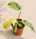 Philodendron Yellow Ghost in a 4 inch nursery pot with yellow green tropical foliage