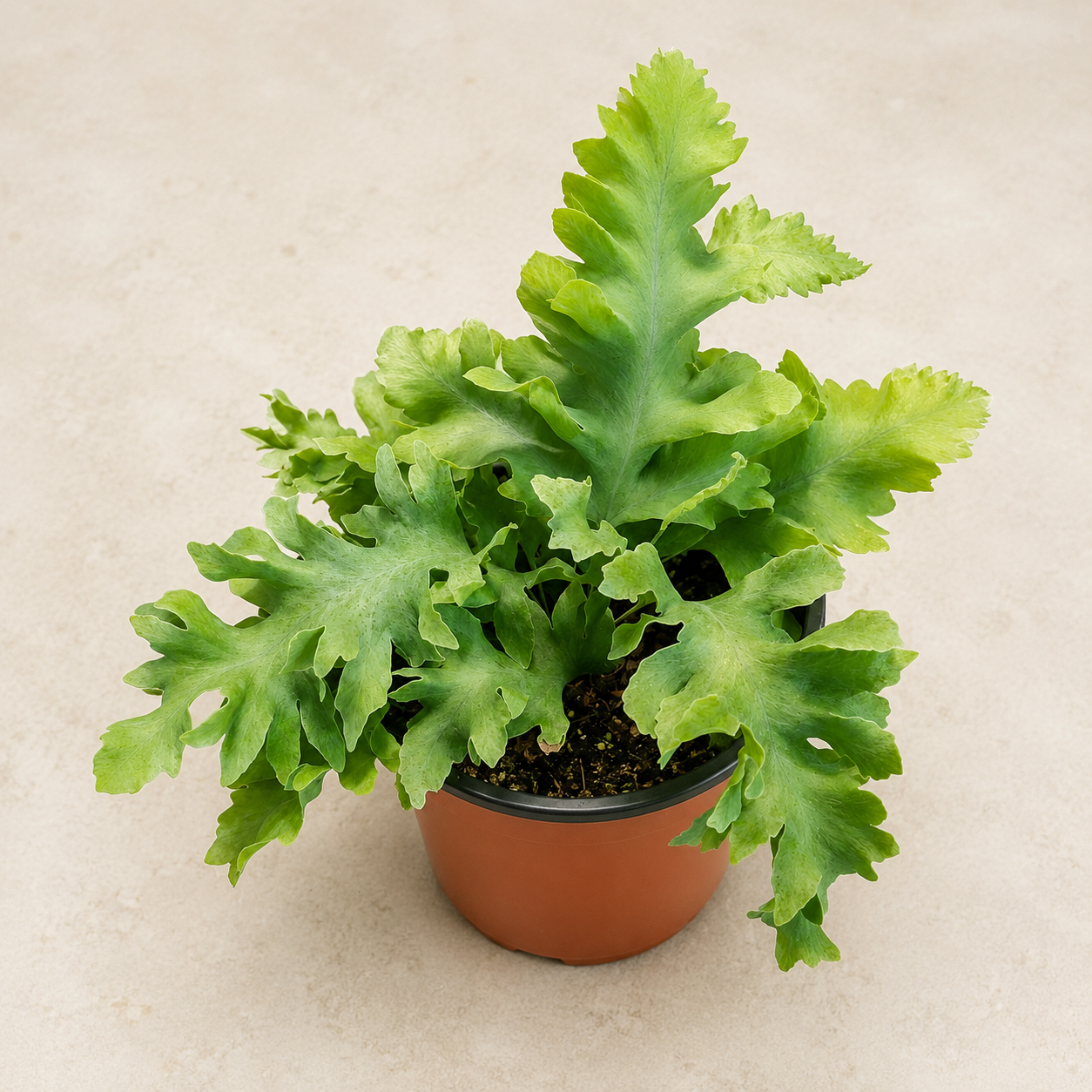 Phlebodium davana Blue Star Fern in a 4 inch nursery pot with soft blue green fronds