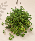 Pilea Creeping Charlie trailing houseplant in a 6 inch hanging basket