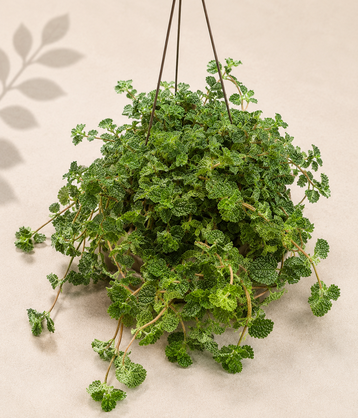 Pilea Creeping Charlie trailing houseplant in a 6 inch hanging basket