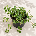 Pilea Espresso in a 2 inch nursery pot with small glossy green leaves