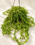 Pilea Green Baby Tears trailing houseplant in a 6 inch hanging basket