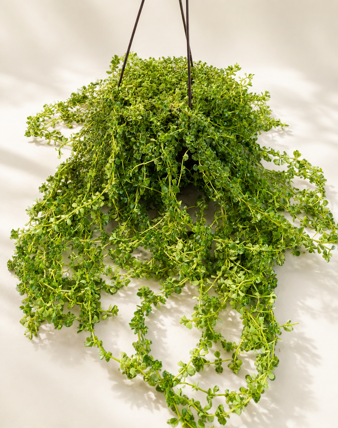 Pilea Green Baby Tears trailing houseplant in a 6 inch hanging basket