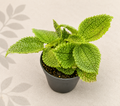 Pilea Moon Valley Friendship Plant in a 2 inch nursery pot with bright green textured foliage