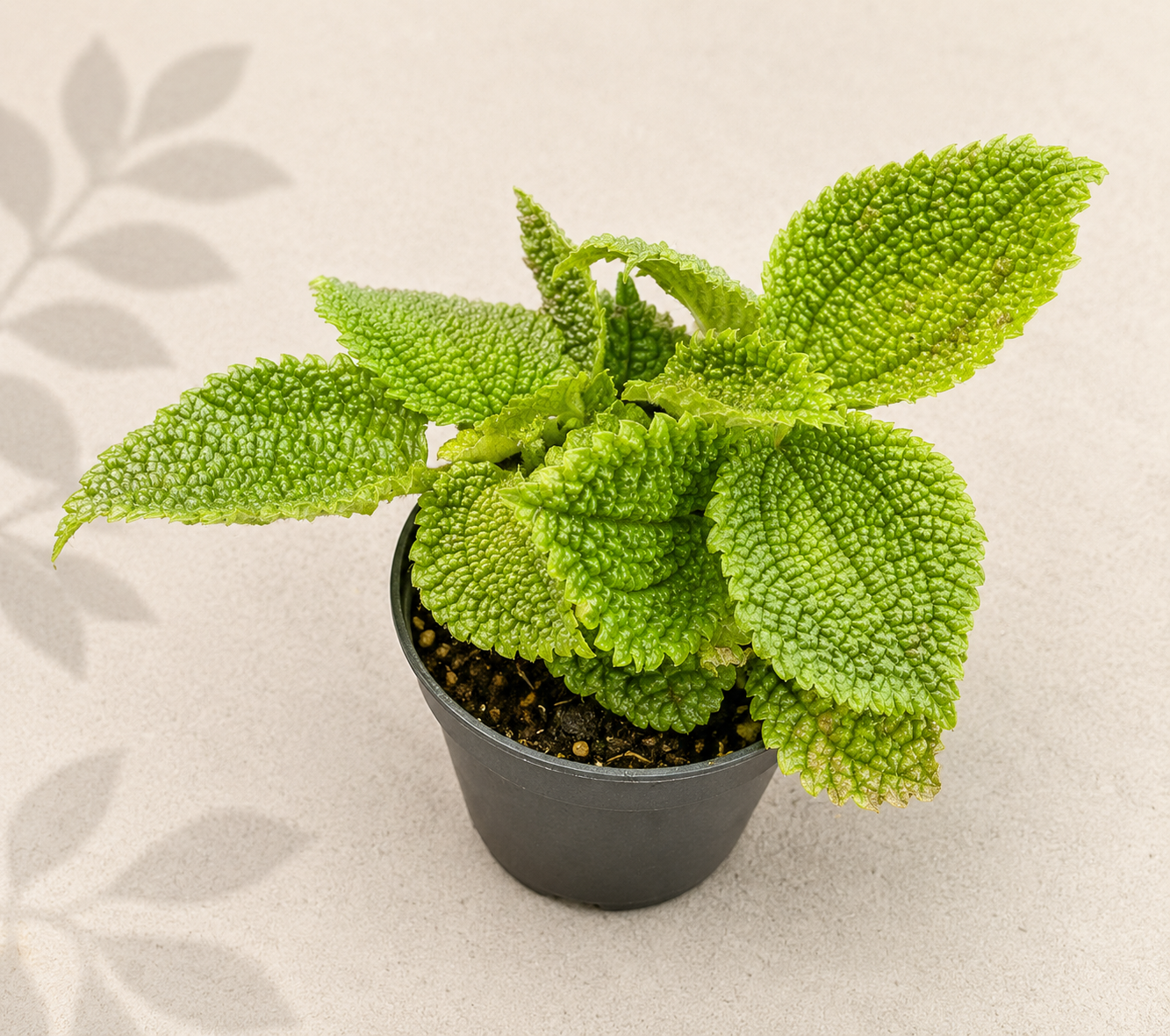 Pilea Moon Valley Friendship Plant in a 2 inch nursery pot with bright green textured foliage