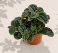 Pilea Nummulariifolia in a 2 inch nursery pot with small rounded green trailing leaves