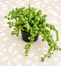 Pilea Tiny Tears in a 2 inch nursery pot with tiny rounded green trailing leaves