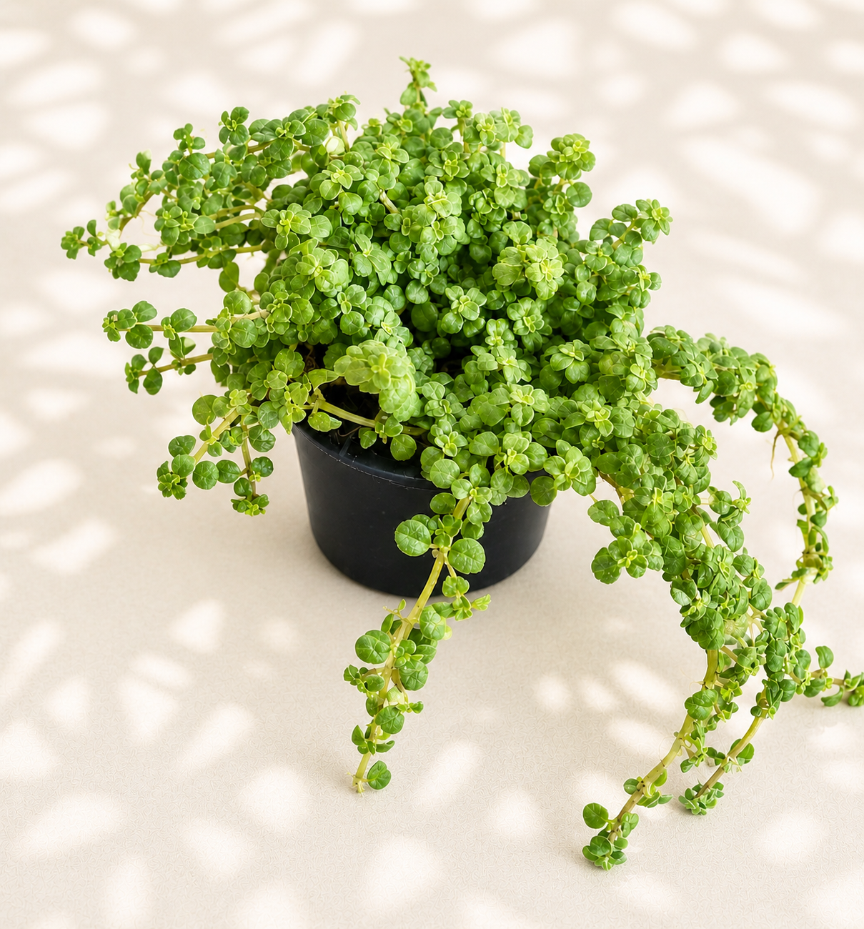 Pilea Tiny Tears in a 2 inch nursery pot with tiny rounded green trailing leaves