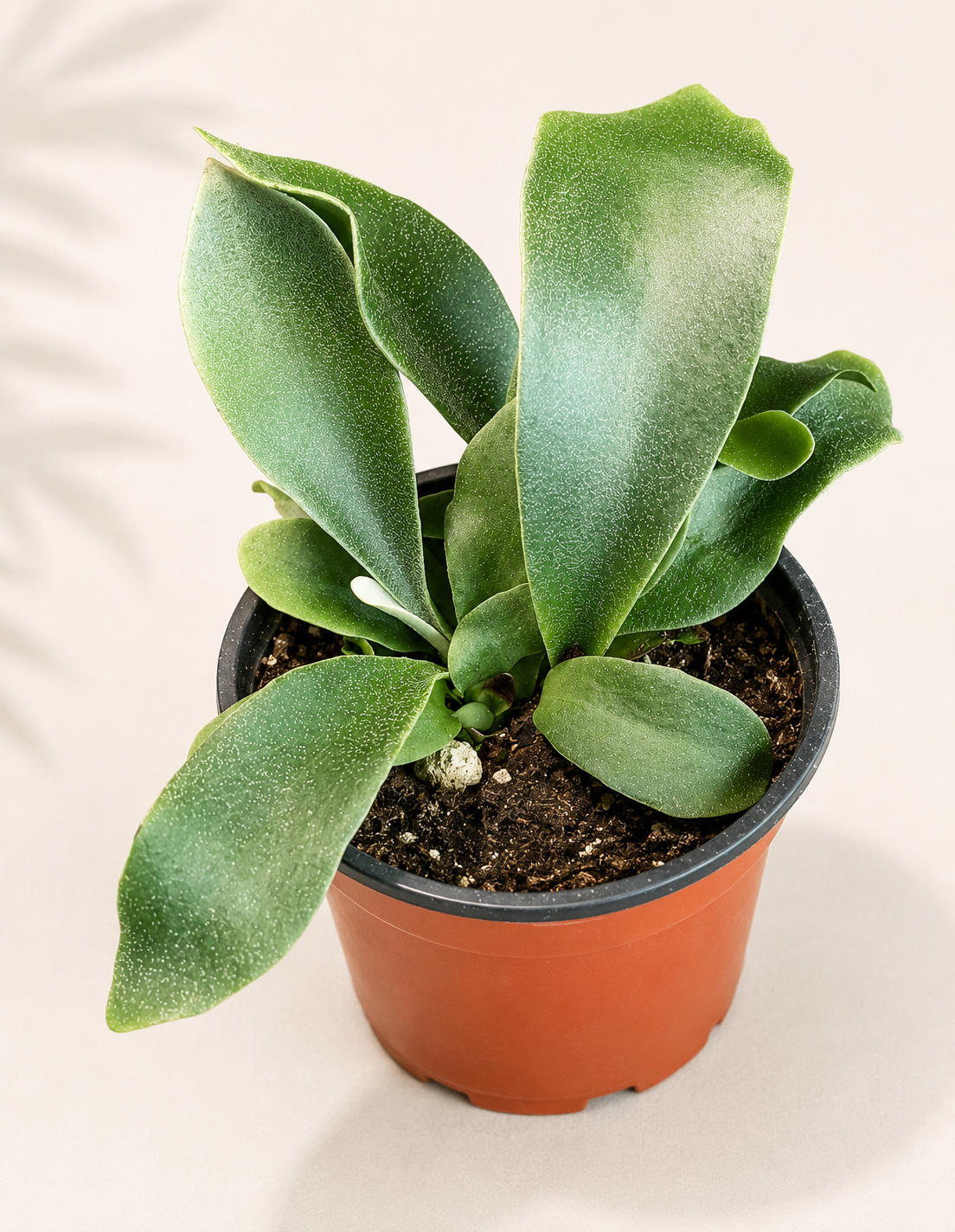 Platycerium Netherlands Dutch Staghorn Fern in a 4 inch nursery pot with compact green antler-like fronds