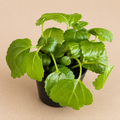 Plectranthus Australis Swedish Ivy starter plant in a 2 inch nursery pot with glossy green scalloped leaves