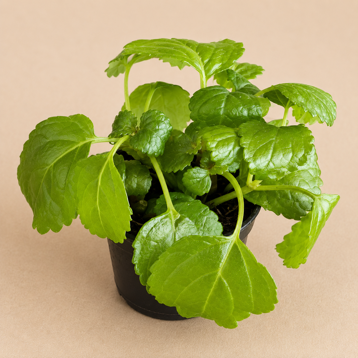 Plectranthus Australis Swedish Ivy starter plant in a 2 inch nursery pot with glossy green scalloped leaves