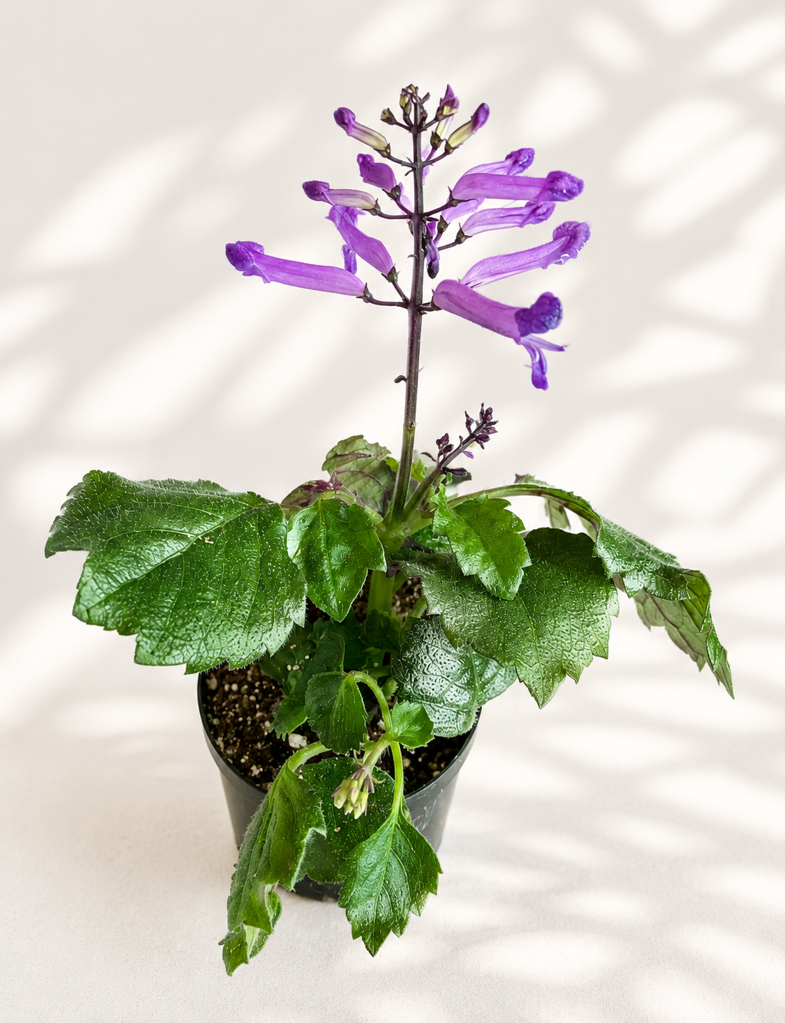 Plectranthus Diva starter plant in a 2 inch nursery pot with green foliage and purple flower spikes
