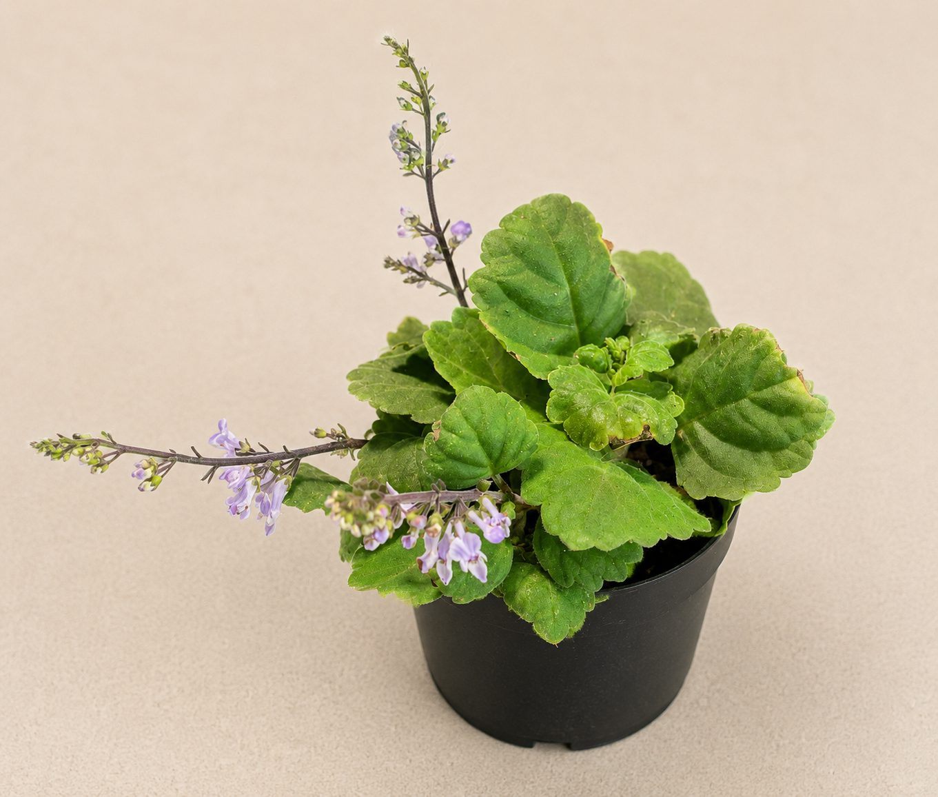 Plectranthus Green starter plant in a 2 inch nursery pot with soft green foliage