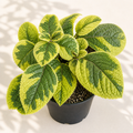 Plectranthus Guacamole in a 2 inch nursery pot with bright lime green textured leaves
