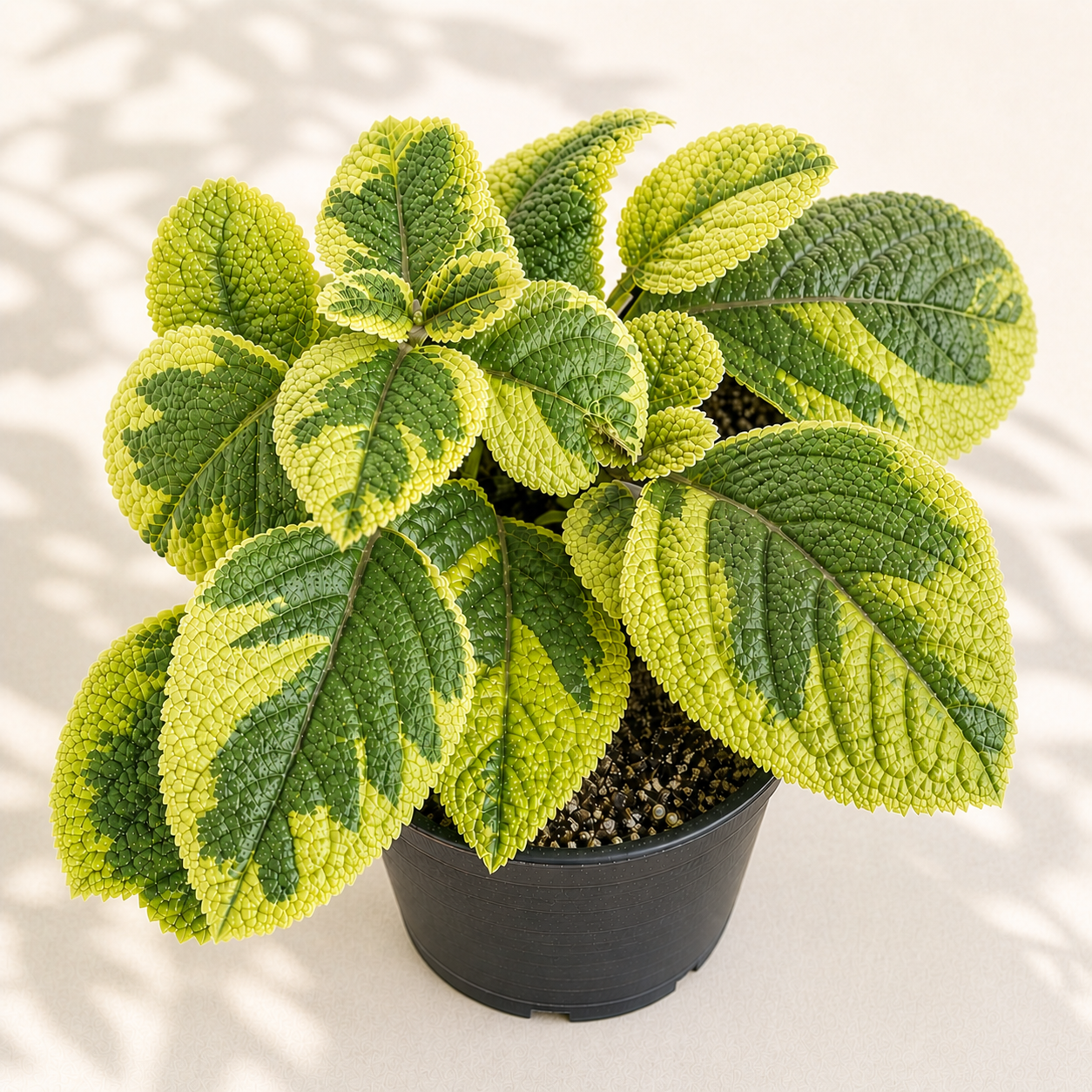 Plectranthus Guacamole in a 2 inch nursery pot with bright lime green textured leaves