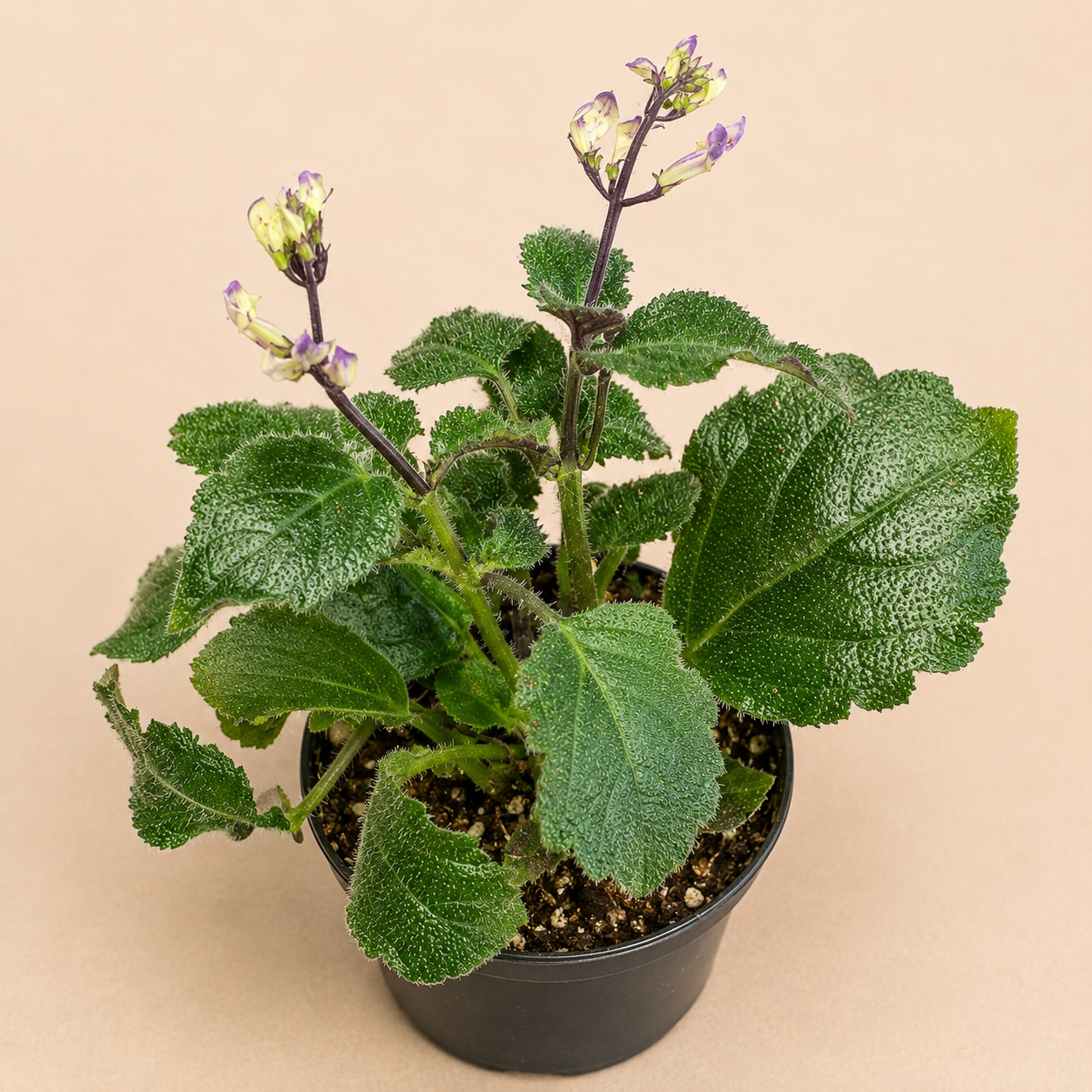 Plectranthus Mona Lavender starter plant in a 2 inch nursery pot with green foliage and purple lavender flowers