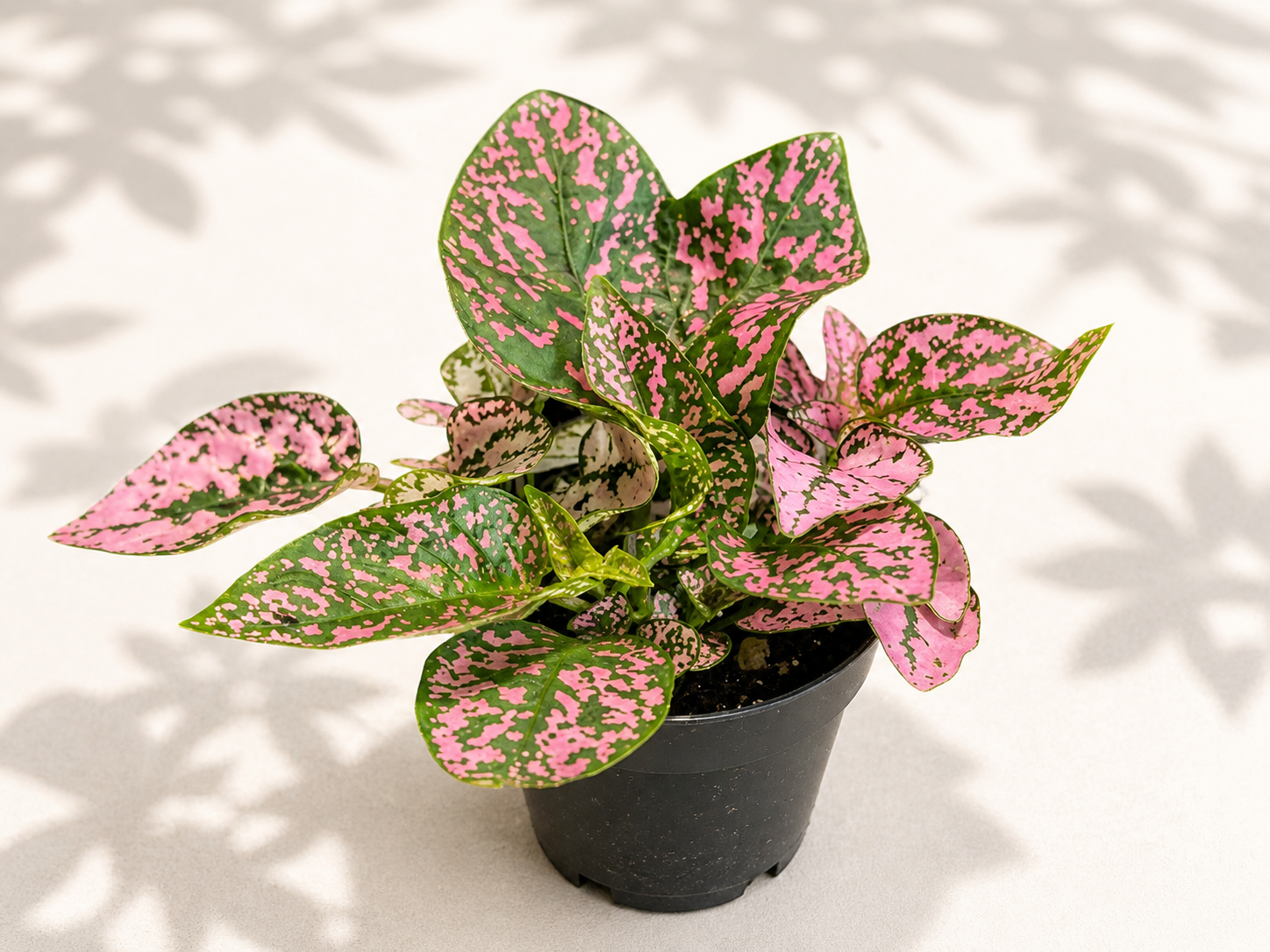 Polka Dot Plant (Hypoestes) pink 2 inch potted houseplant