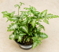 Pteris argyraea Silver Brake fern in a 4 inch nursery pot with green and silver variegated fronds