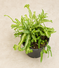 Pteris cretica Moonlight fern in a 4 inch nursery pot with bright green and silver striped fronds